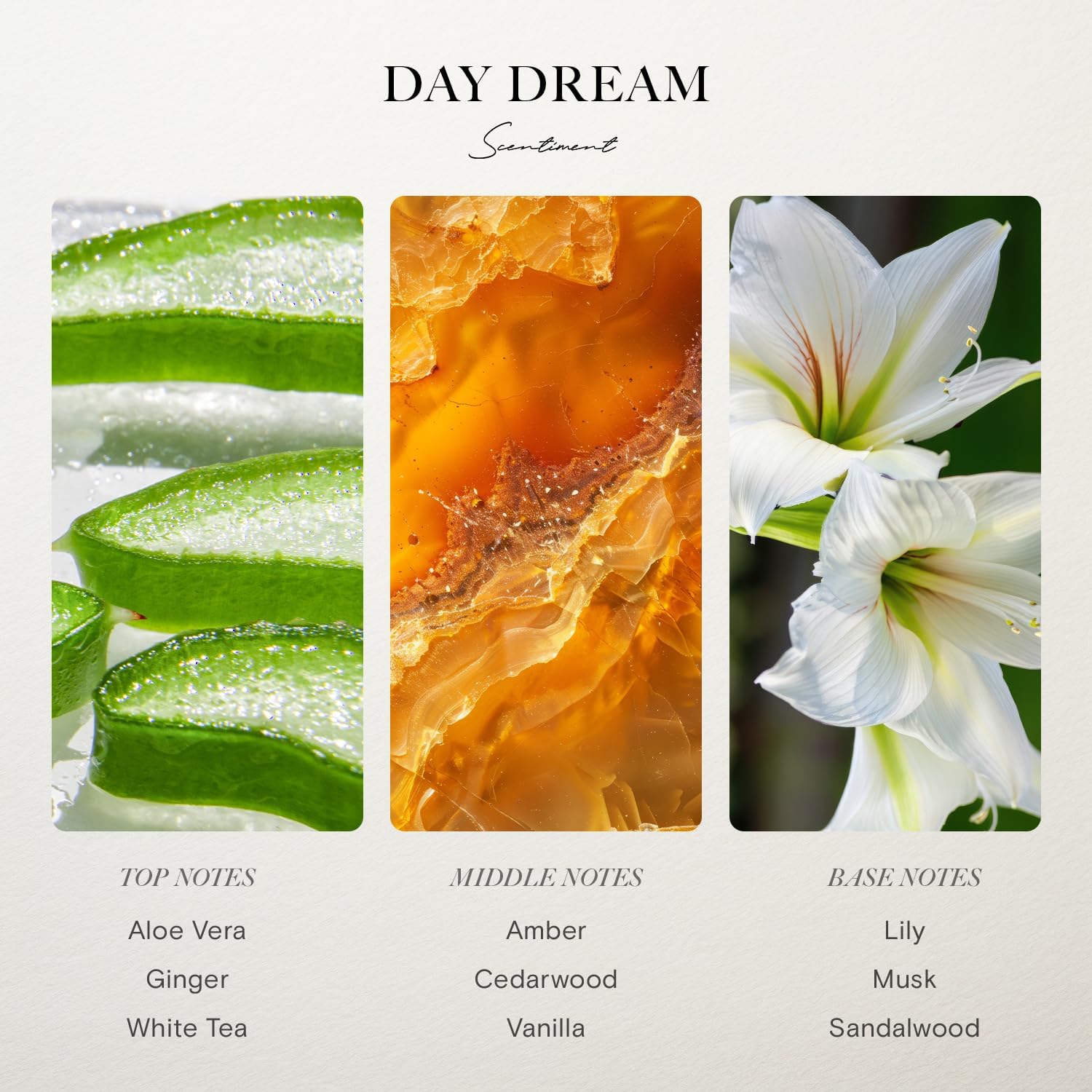 Day Dream Diffuser Oil - Luxurious White Tea Scent 20ml